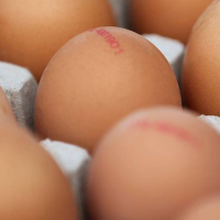 Eieren per 30 stuks