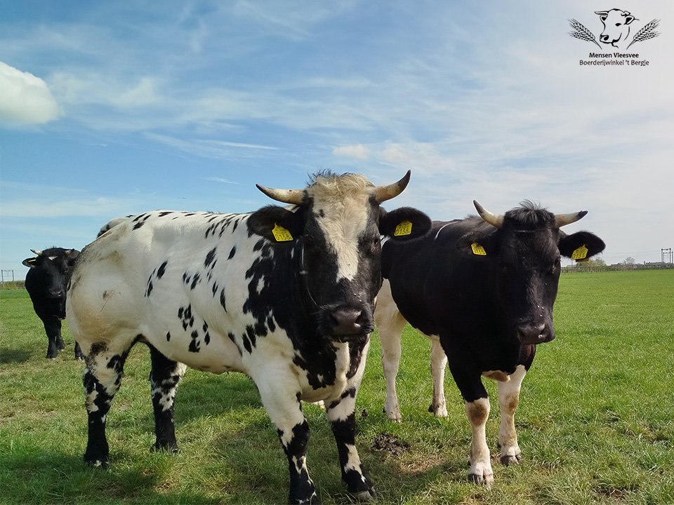 Mooi Belgisch Blauw in de weide | Mensen Vleesvee | Boerderijwinkel 't Bergje