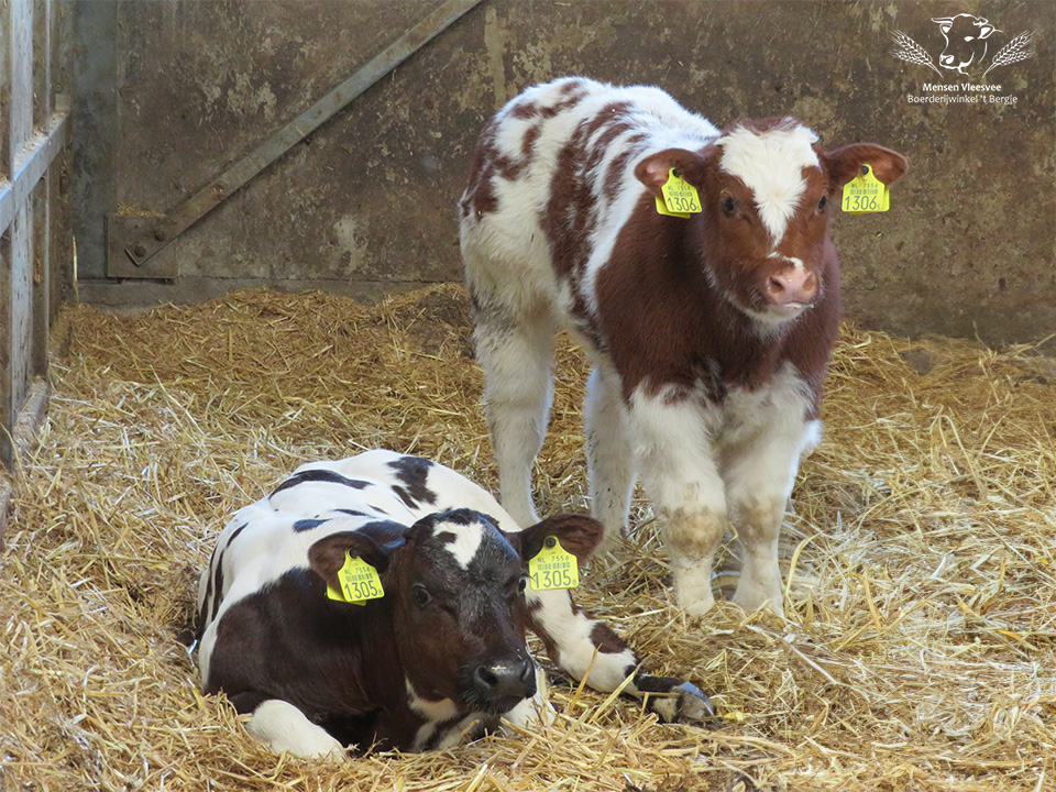 Gezonde koeien in de buitenlucht - Mensen Vleesvee